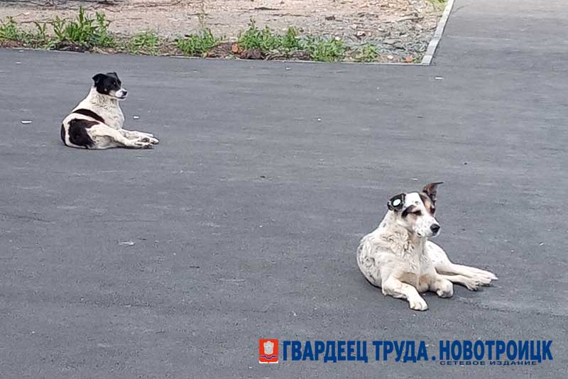 В Новотроицке в седьмой раз пытаются найти подрядчика для отлова животных без владельцев