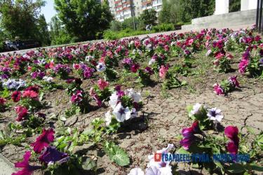 Кто займётся обустройством цветников в Новотроицке?