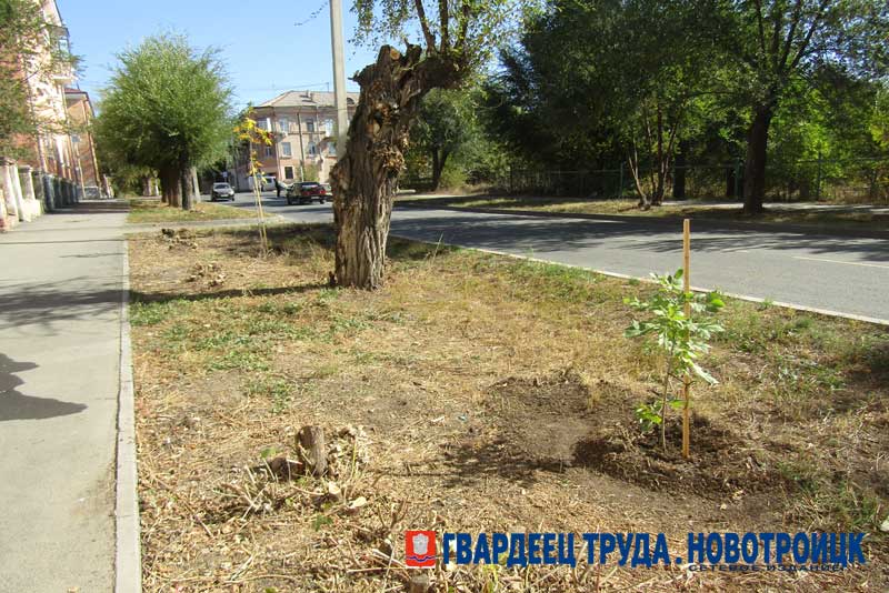 В Новотроицке Олег Папунин дал старт работе по осенней посадке саженцев зеленых насаждений